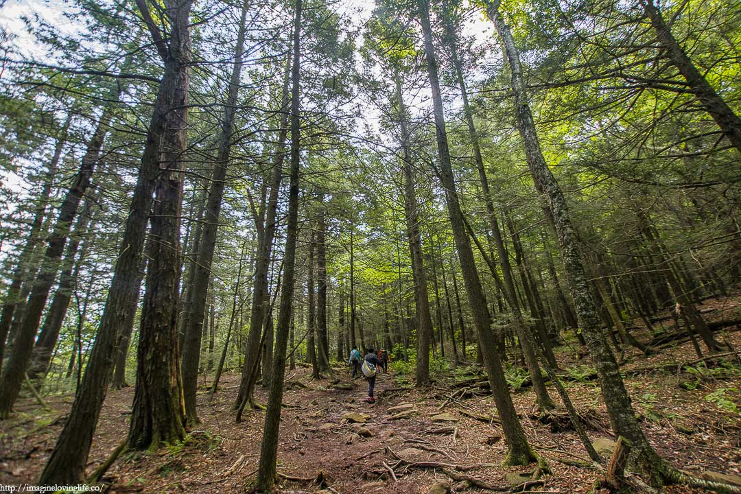 >Trail Filled With Roots